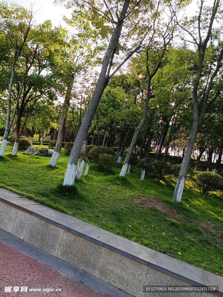 城市林荫道旁的绿意景致