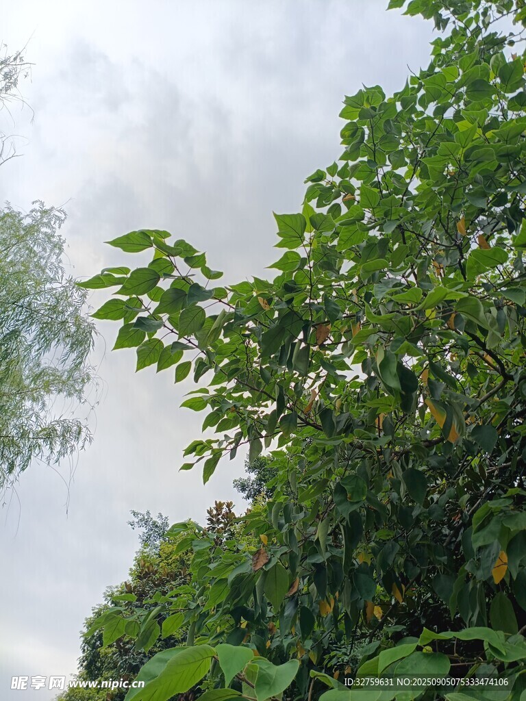 繁茂绿树与朦胧天空