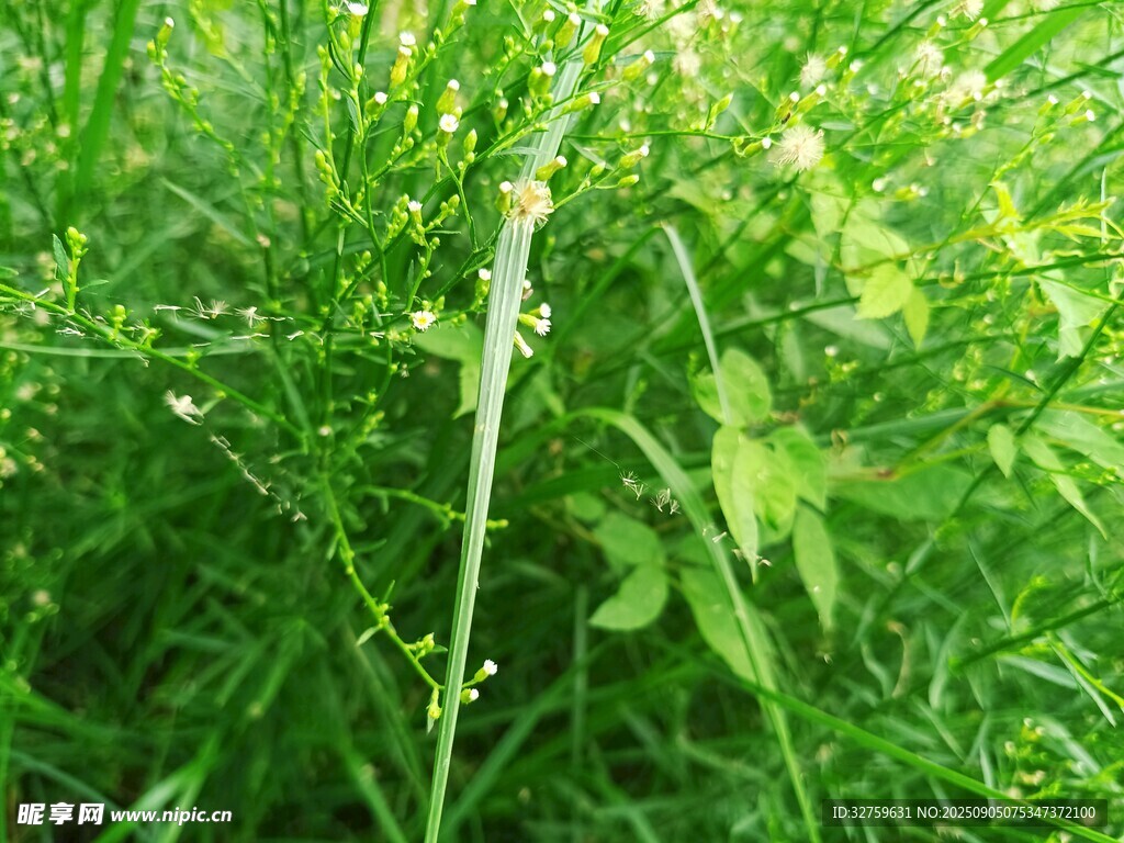 草丛中的细长绿植