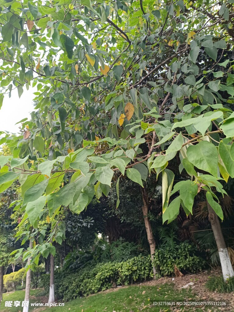 繁茂绿植景观