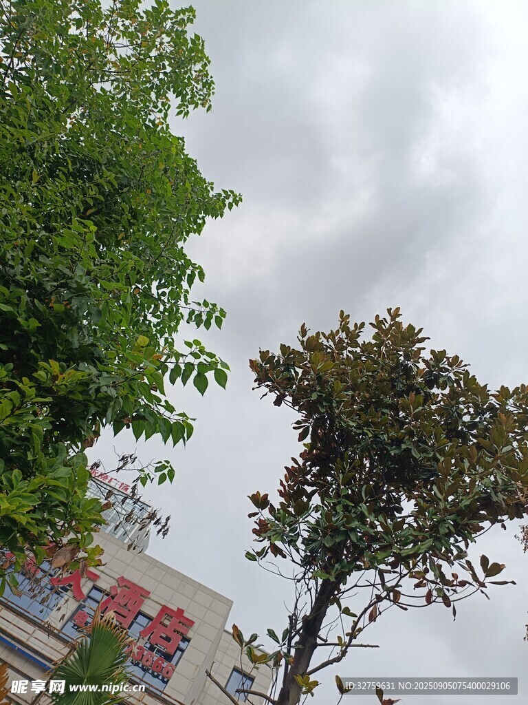 绿树与阴天景象
