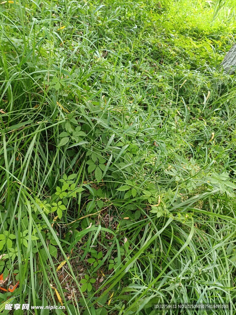 茂密草丛中的自然景致