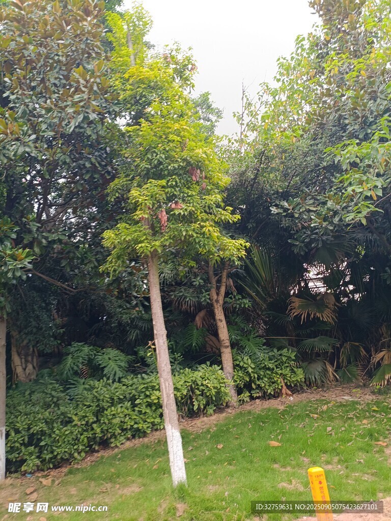 公园中的绿树与草地景观