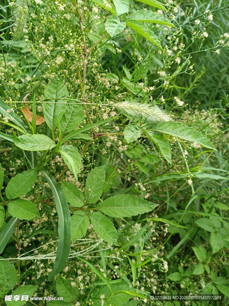 繁茂绿植景观