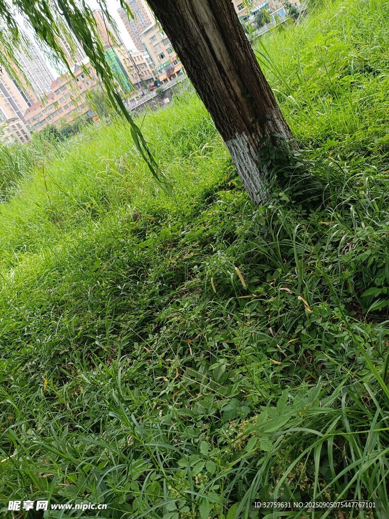 树下葱郁草地景观