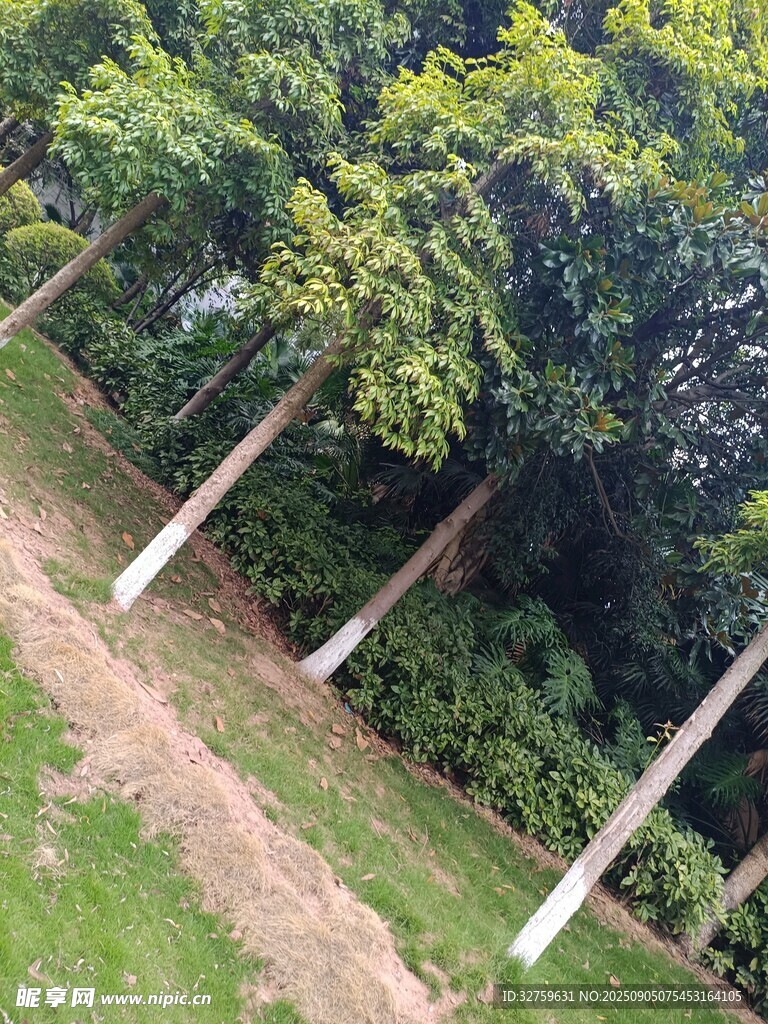 林间小径旁的树木景观