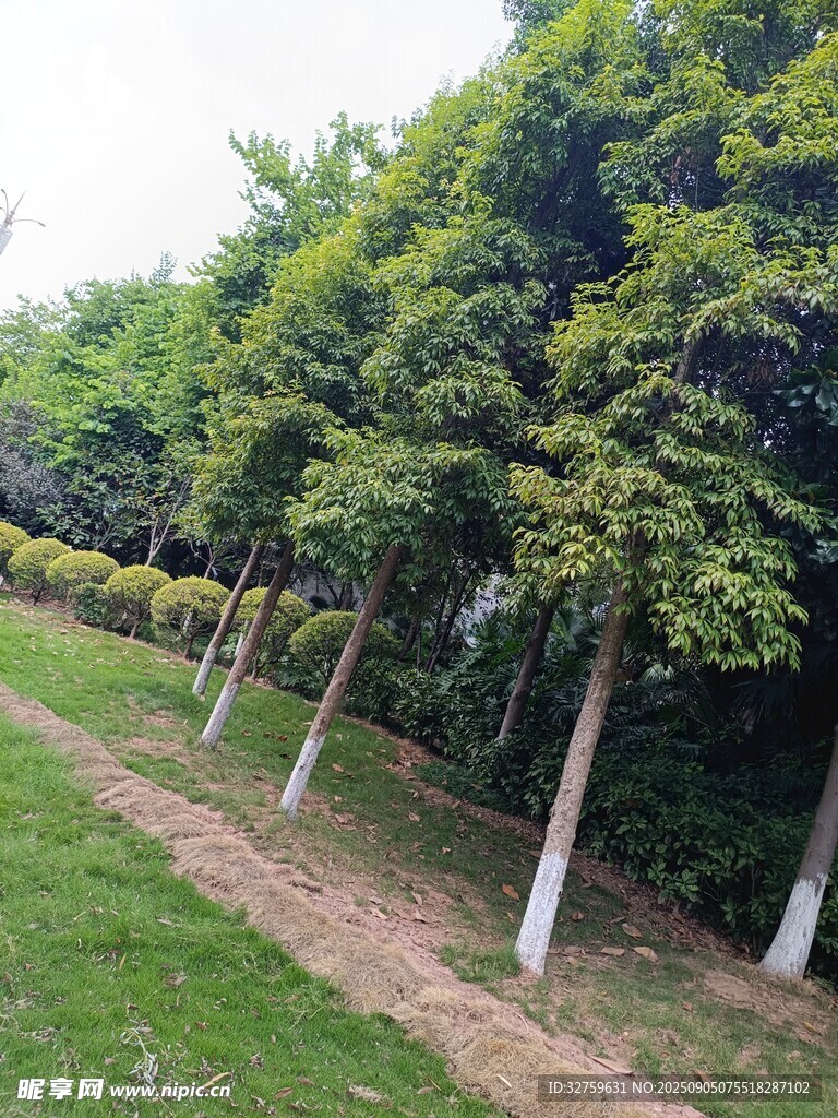 林荫小道旁的绿树景观