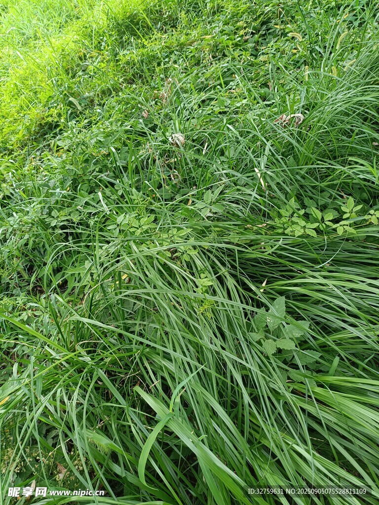 翠绿繁茂的草地