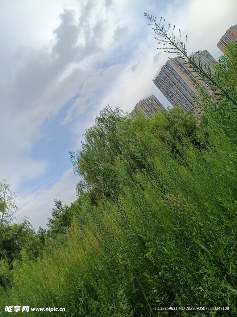 城市边的葱郁草地景观
