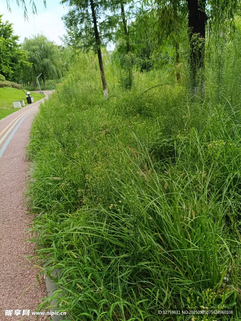 林间小径旁的葱郁草地