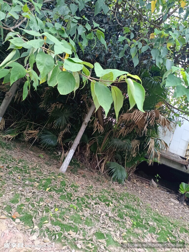 户外绿植丛生的自然场景
