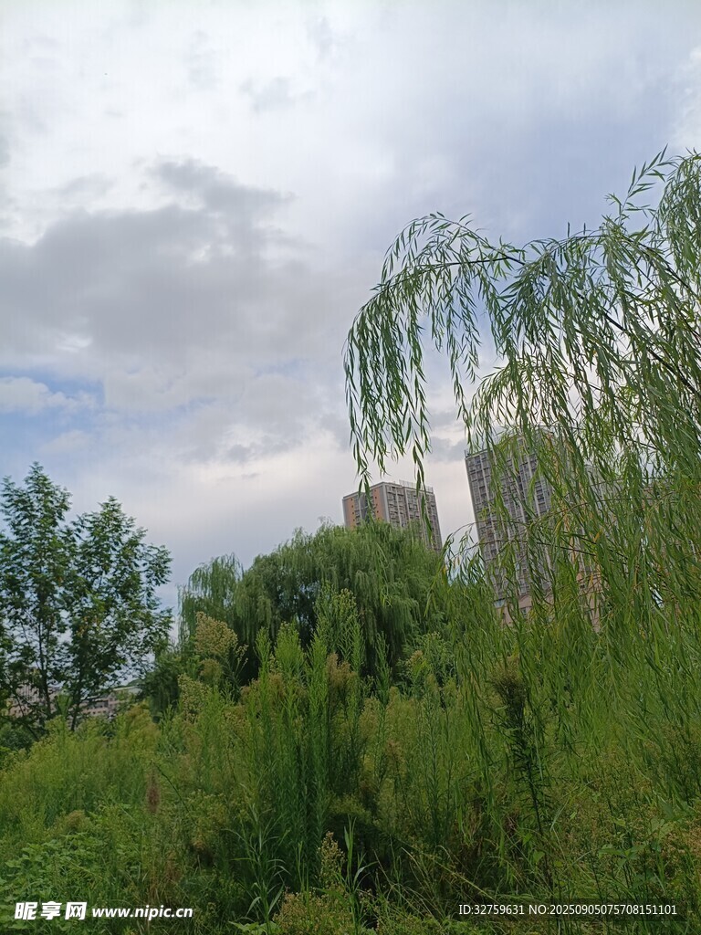 郊外垂柳与葱郁草木景色