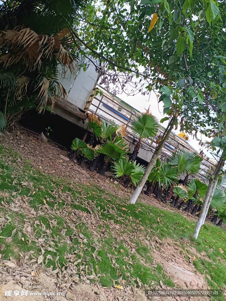 户外绿植环绕的景致