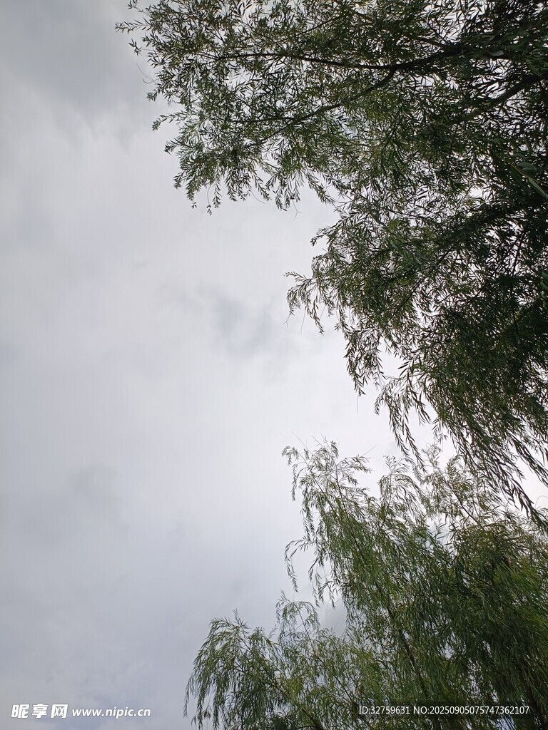仰视天空下的葱郁树木
