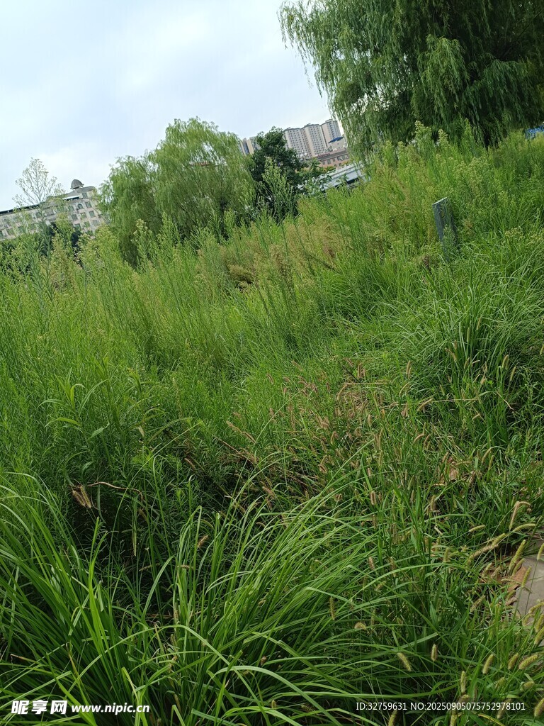 野外茂盛的绿色草地景观