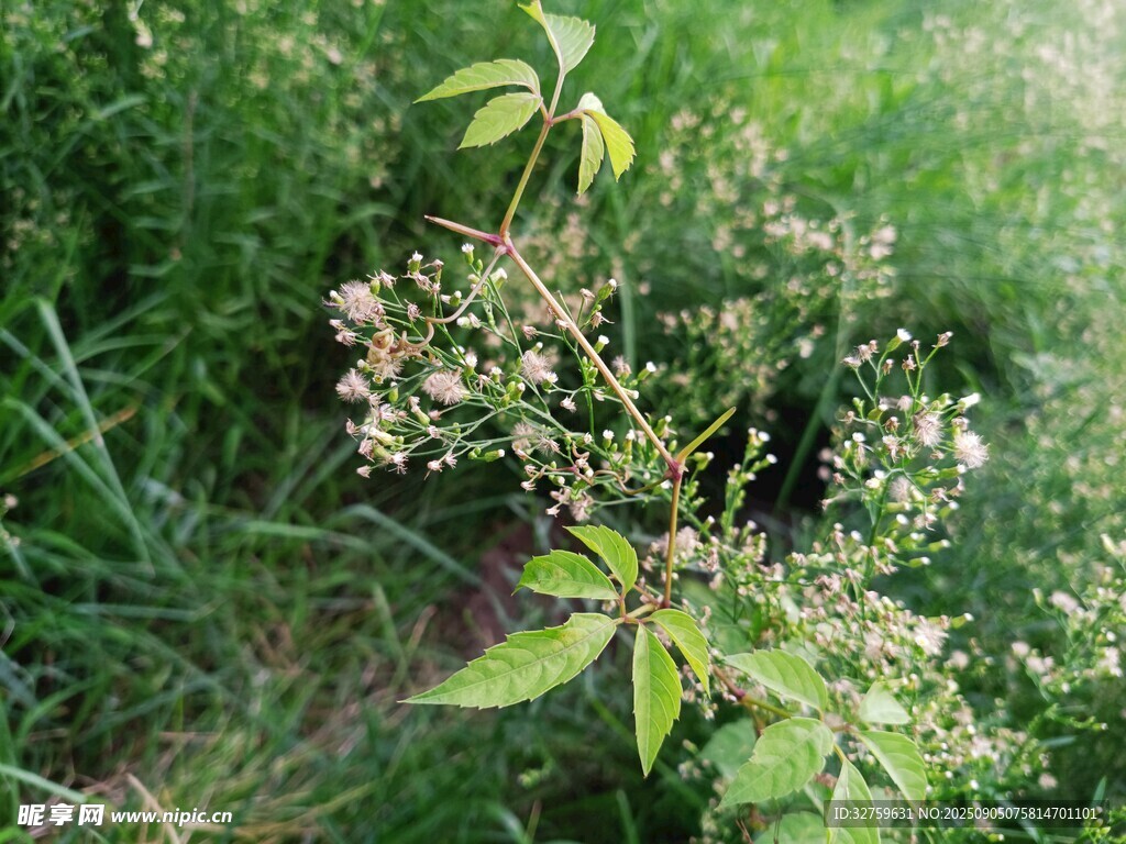 野外生长的绿色植物