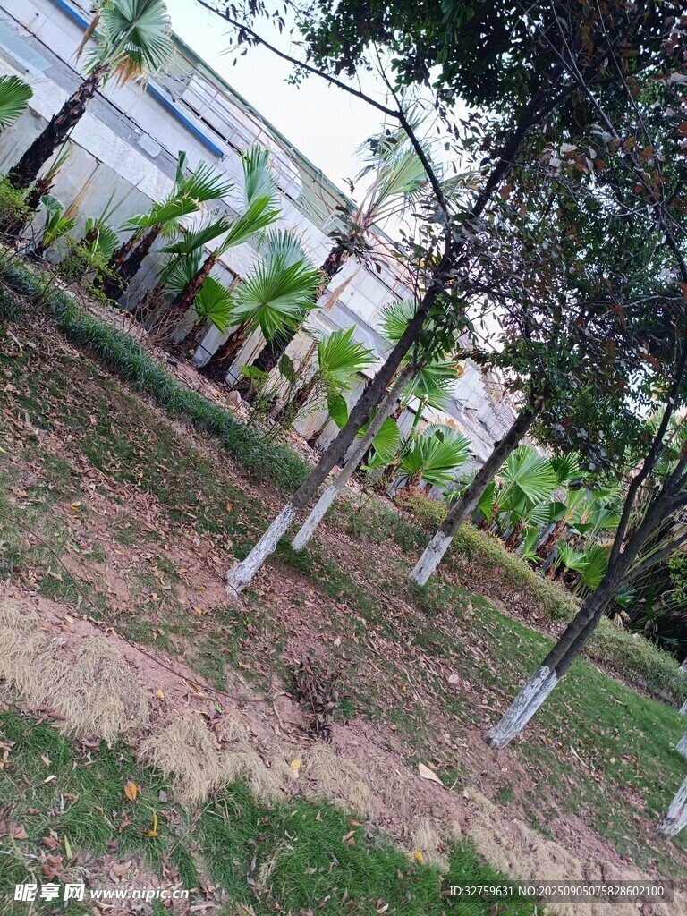 户外树木绿植景观