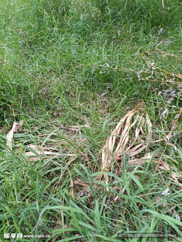 草地上的彩色羽毛