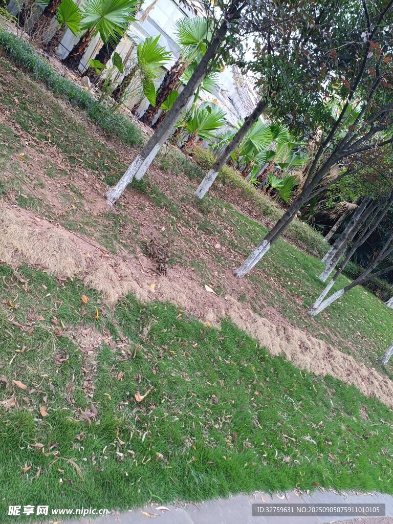 公园草地树木景观一角