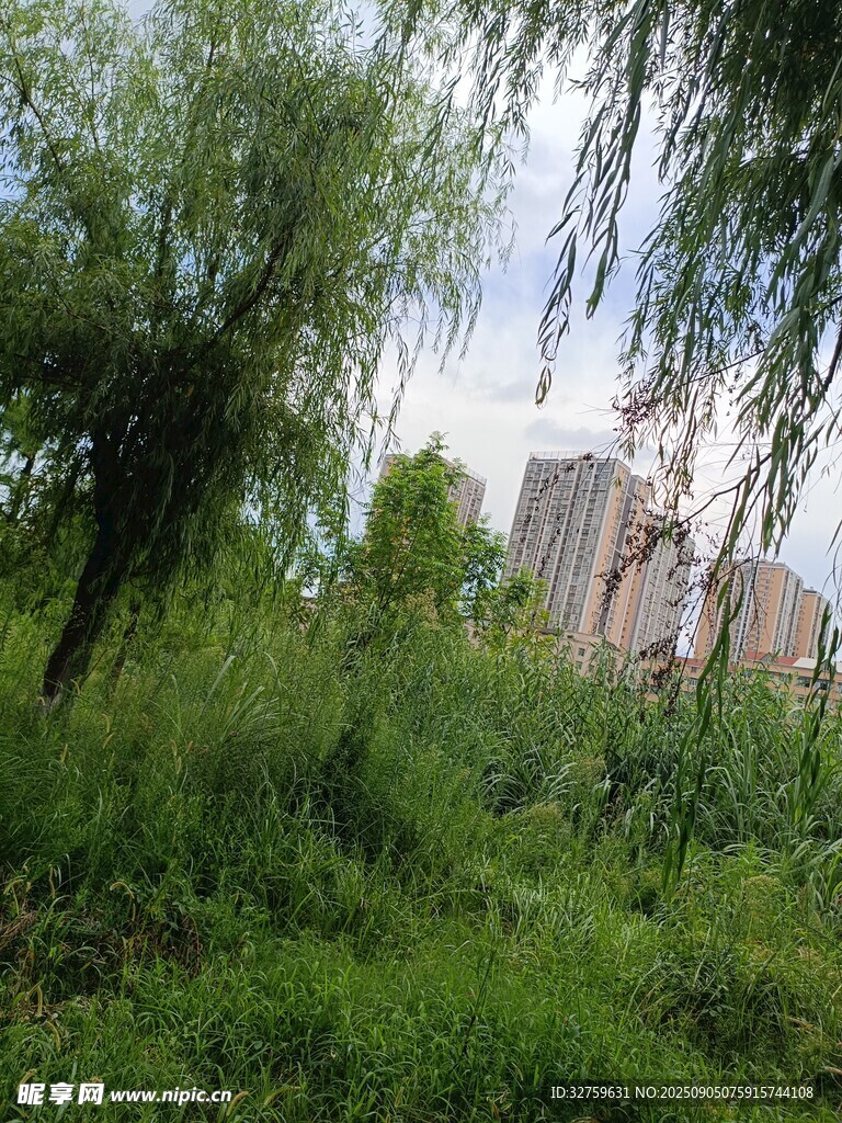 绿意盎然的自然景致