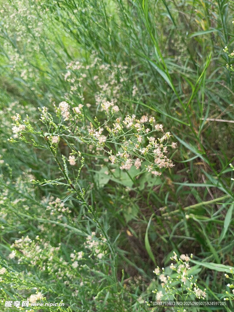 草丛中的白色小花