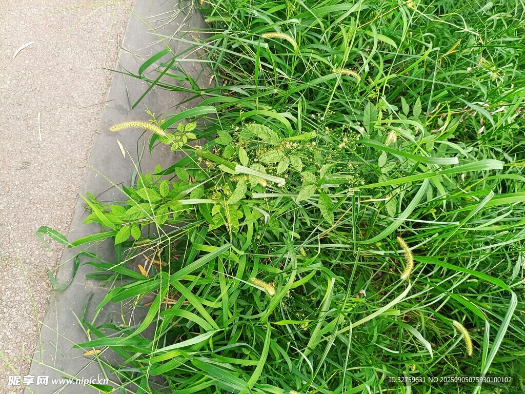 路边嫩绿繁茂的青草