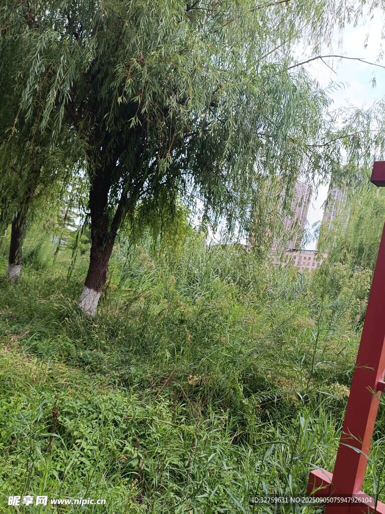 户外葱郁树林与红栏杆