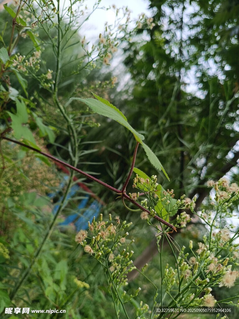 绿叶丛中的蓝色物件
