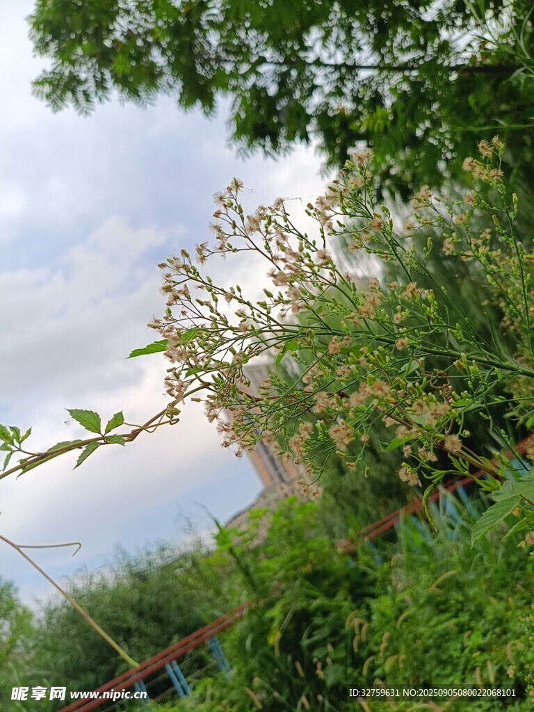 绿意盎然的户外自然景致
