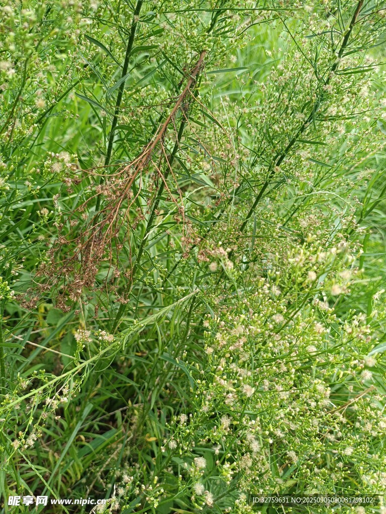 繁茂草丛中的绿色植物