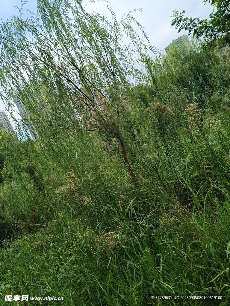 野外葱郁的草木景象