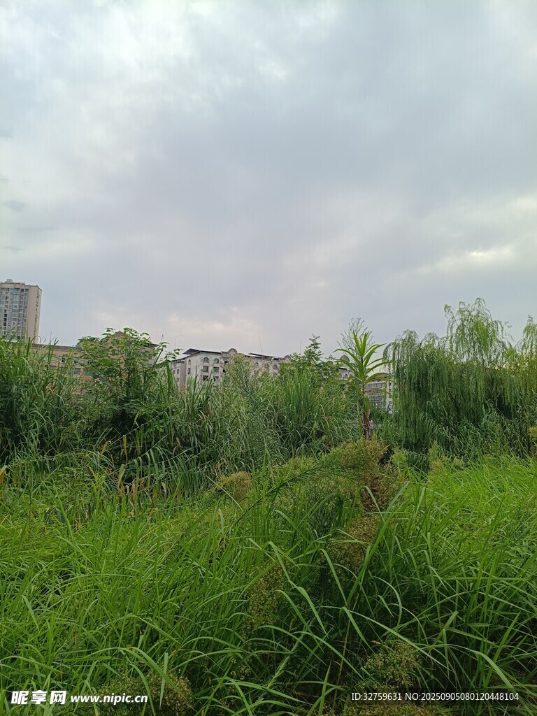 郊外草地风景