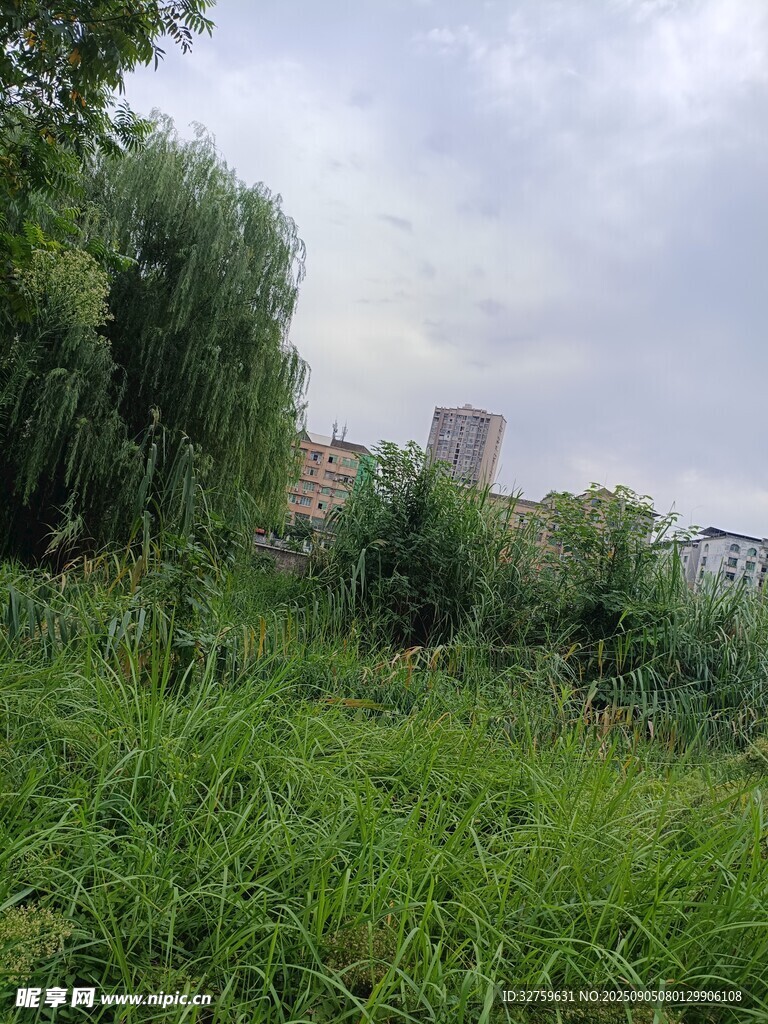 郊外绿意盎然的自然景致