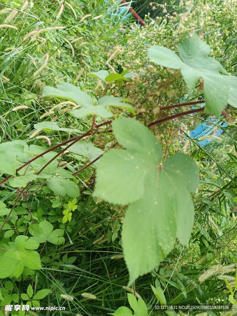野外生长的绿色植物