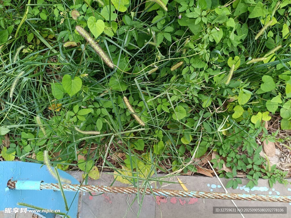 地面上的茂盛绿色植物