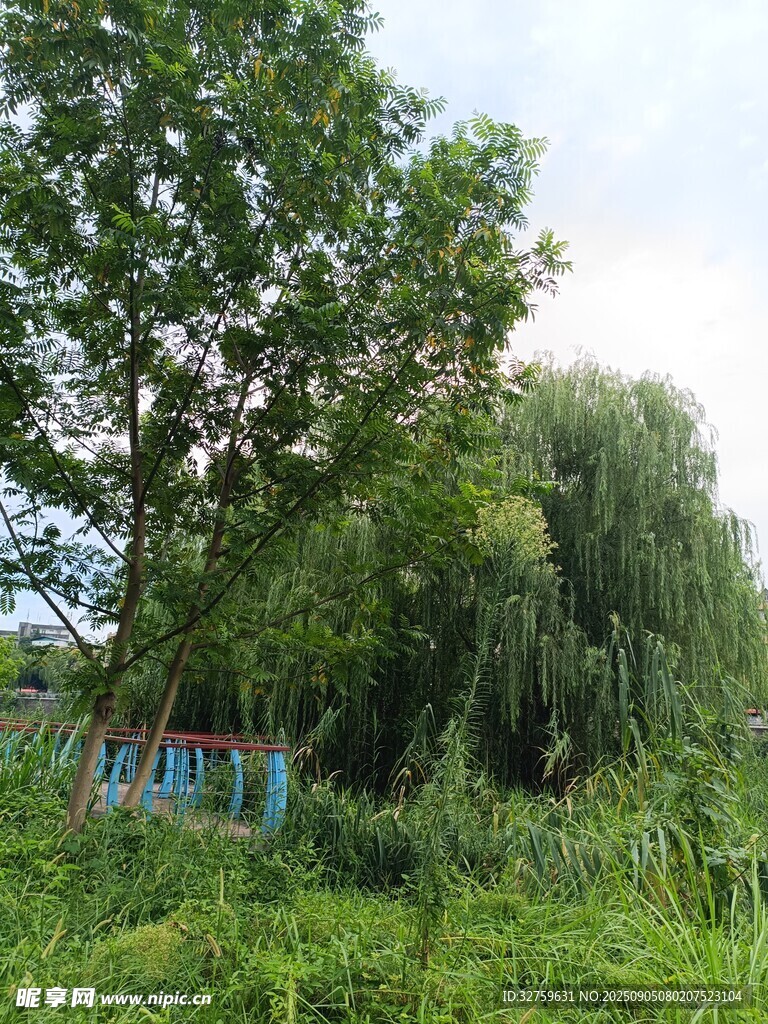 绿意盎然中的蓝色小屋