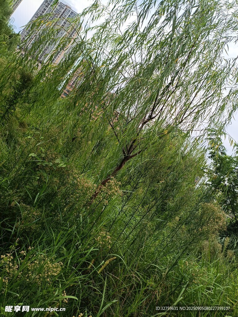 野外葱郁的绿植景观
