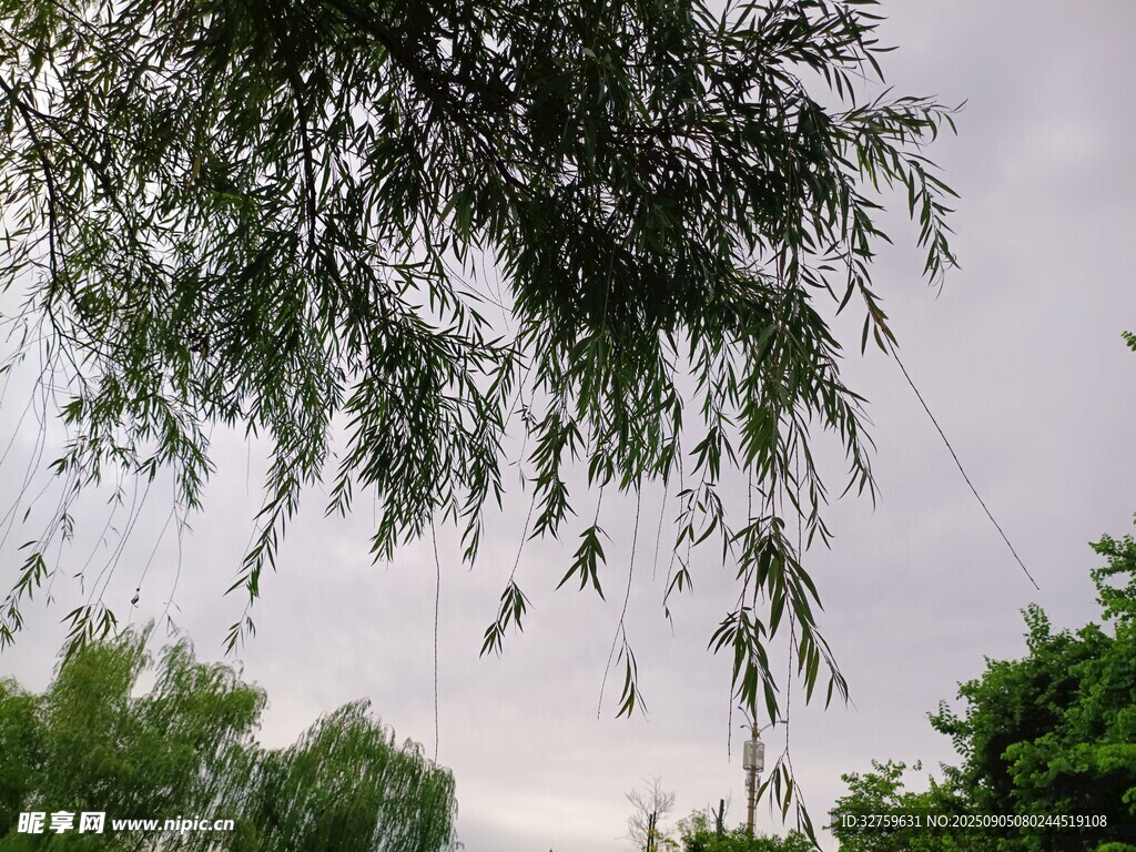 垂柳依依