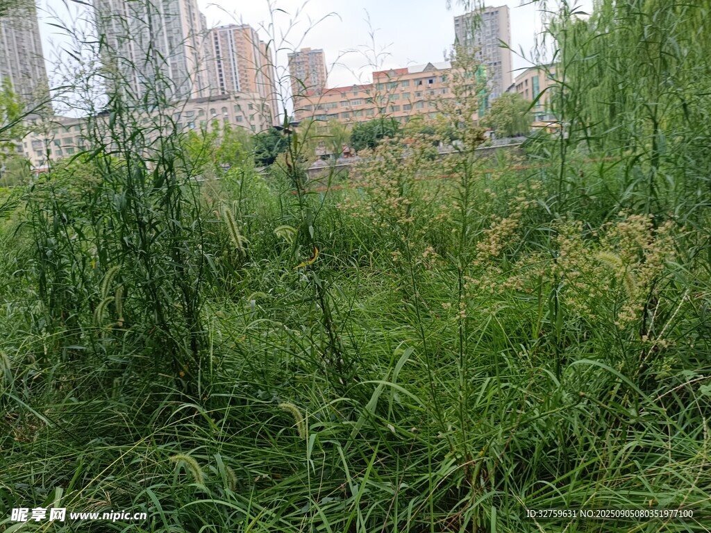 城市中的繁茂绿植景观
