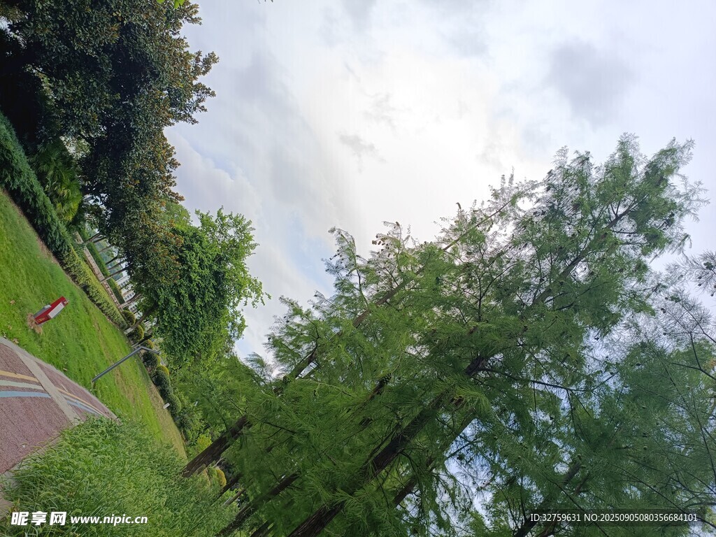 林间小径的清新自然景致