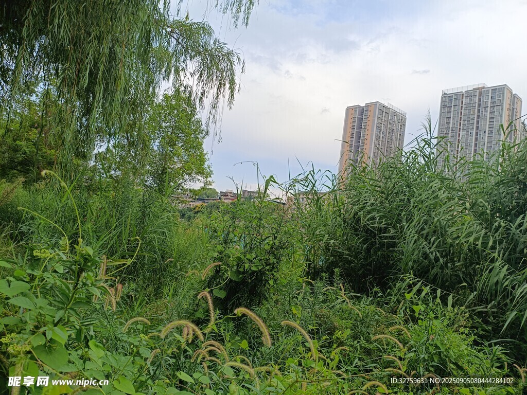 城市边的繁茂绿植景观