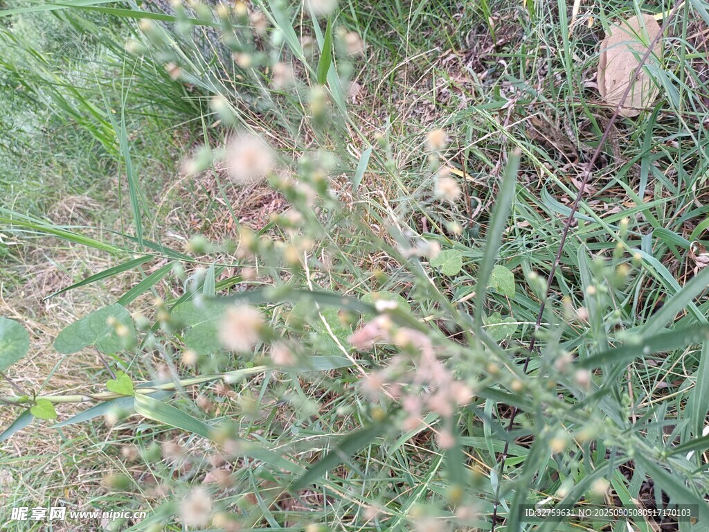 田间生长的植物