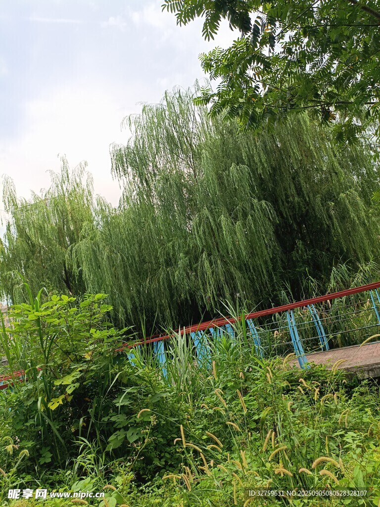 柳下绿植环绕的多彩围栏