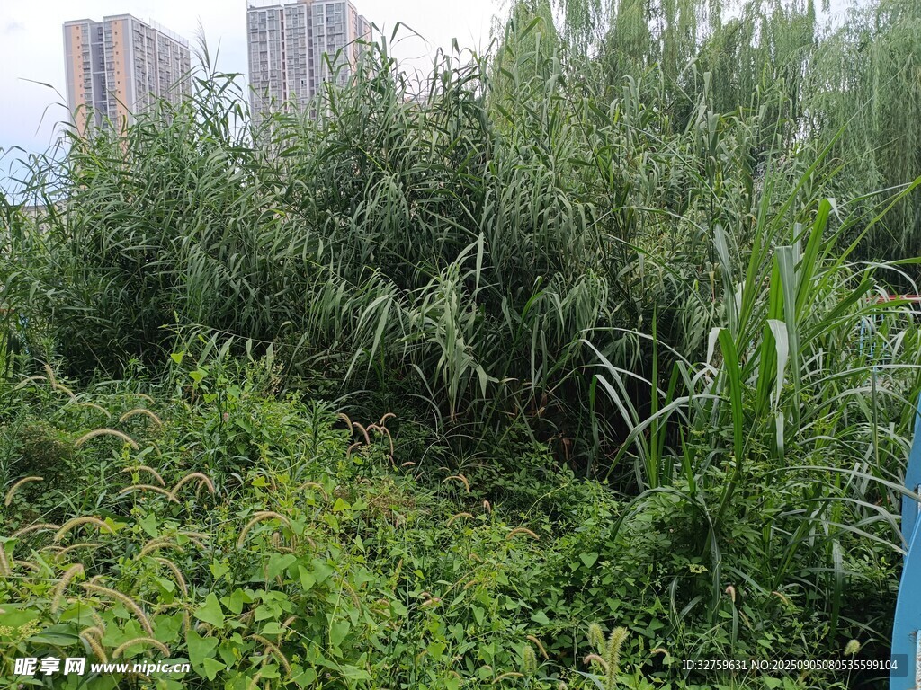 野外茂盛的绿色植物景观