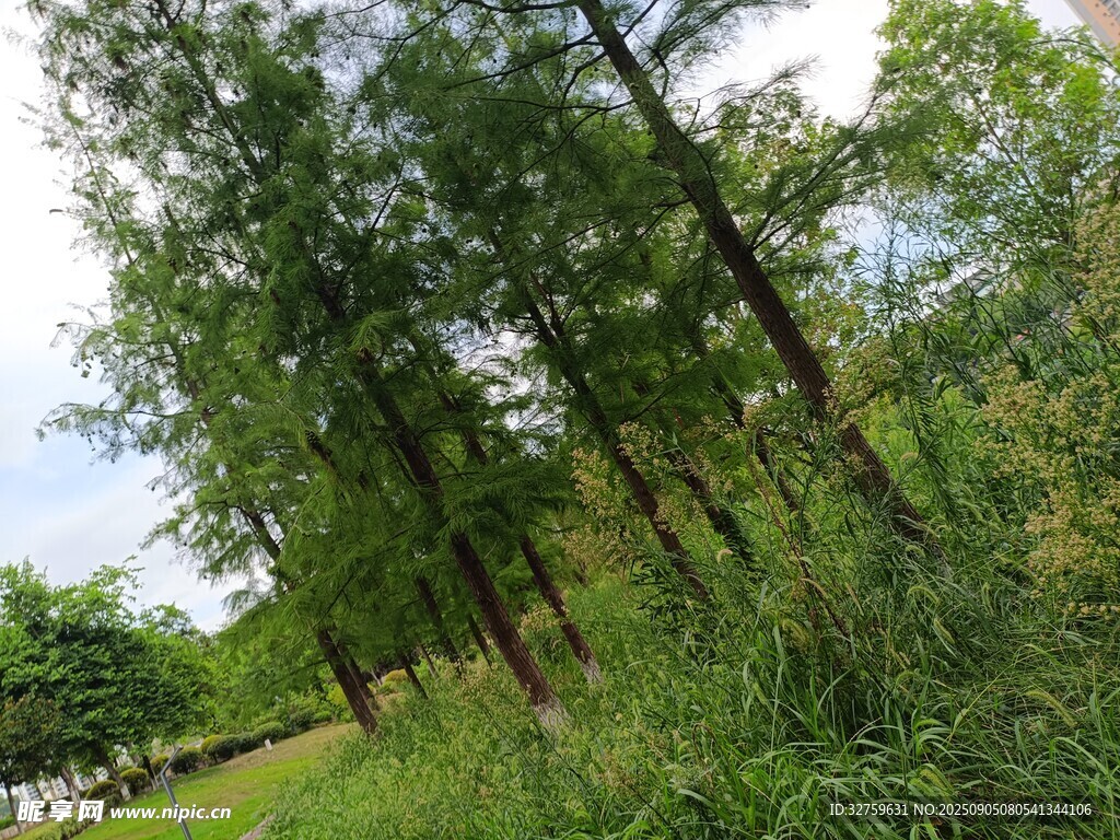 夏日葱郁树林风景