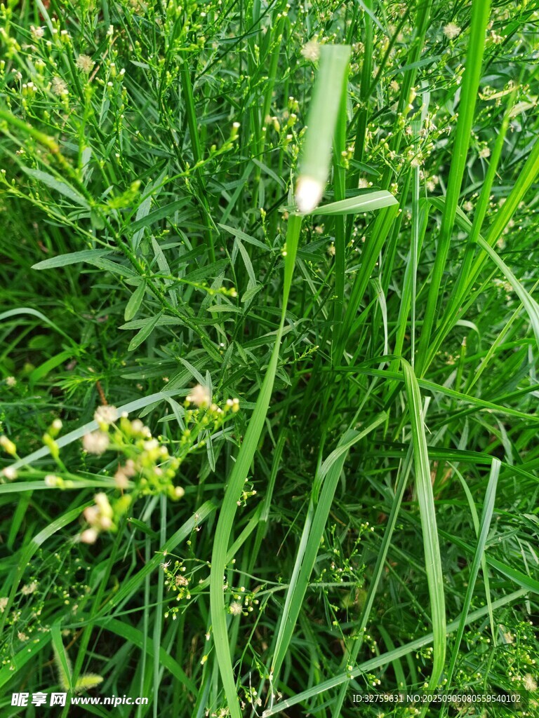 草丛中的小花