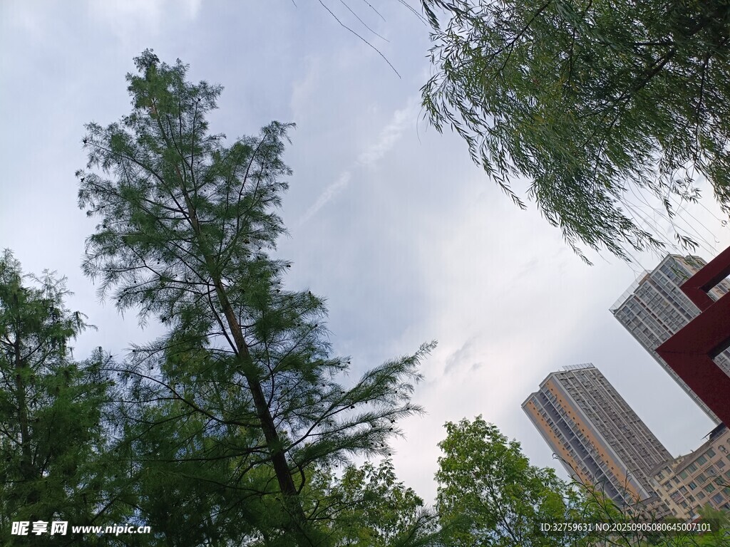 绿树高楼间的天空景致