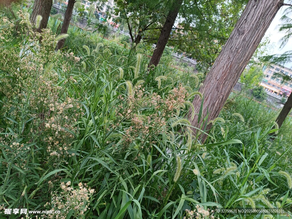 野外繁茂的草木与树木