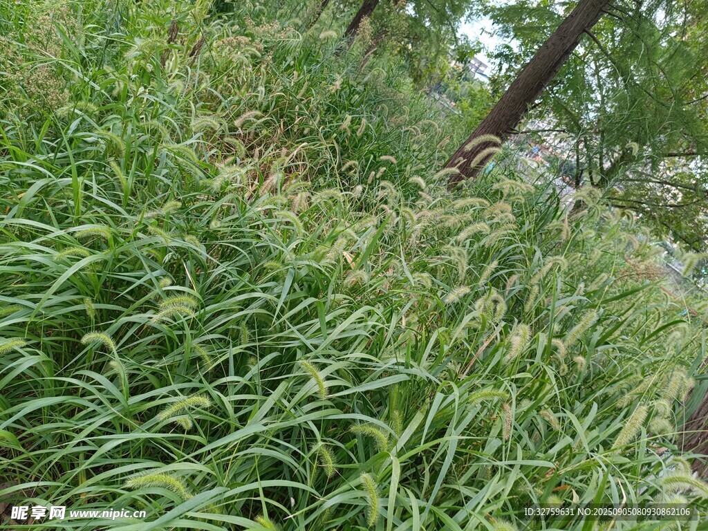 野外葱郁草丛景象