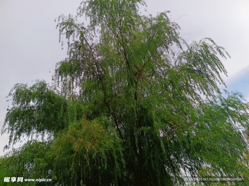 翠绿垂柳